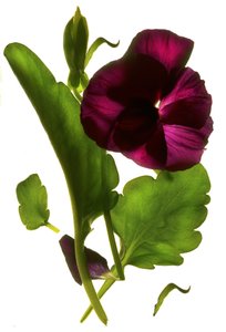 Pansy Purple